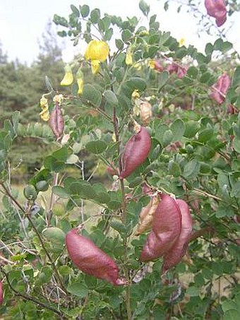 Colutea arborescens