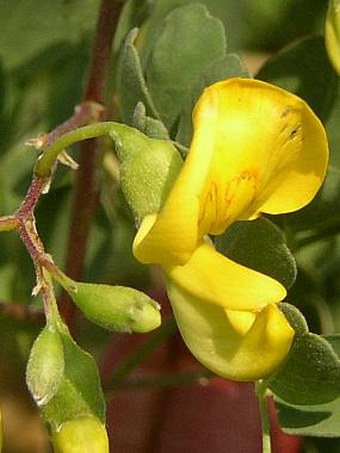 Colutea arborescens