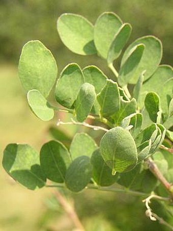 Colutea arborescens