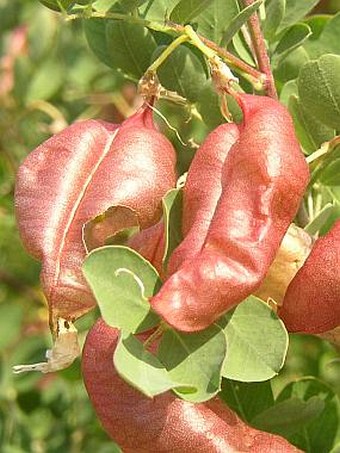 Colutea arborescens