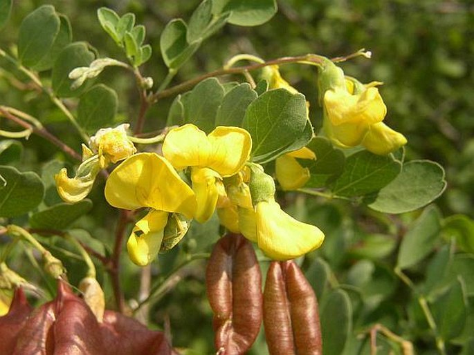 COLUTEA ARBORESCENS L. - žanovec měchýřník / mechúrnik stromovitý