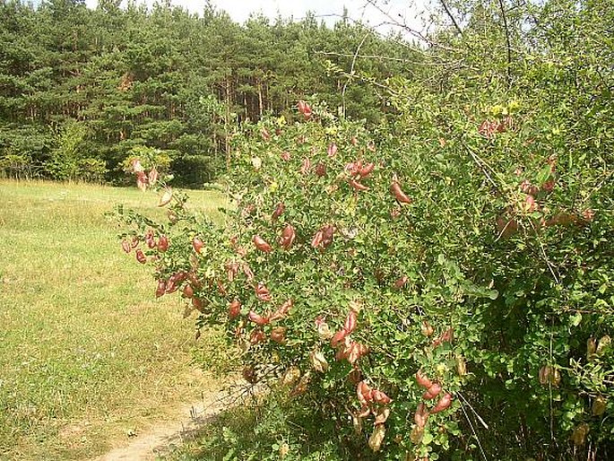 Colutea arborescens