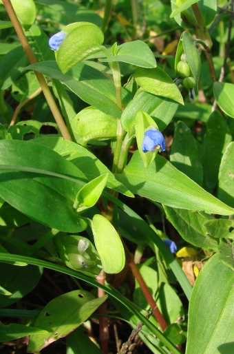 Commelina communis