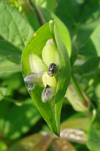 Commelina communis