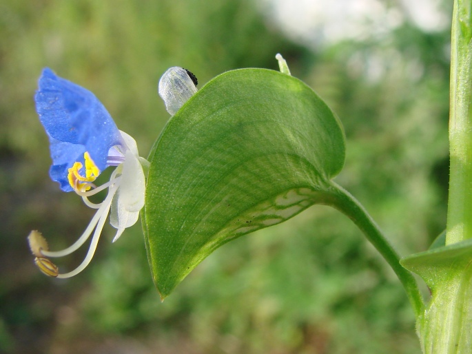 Commelina communis