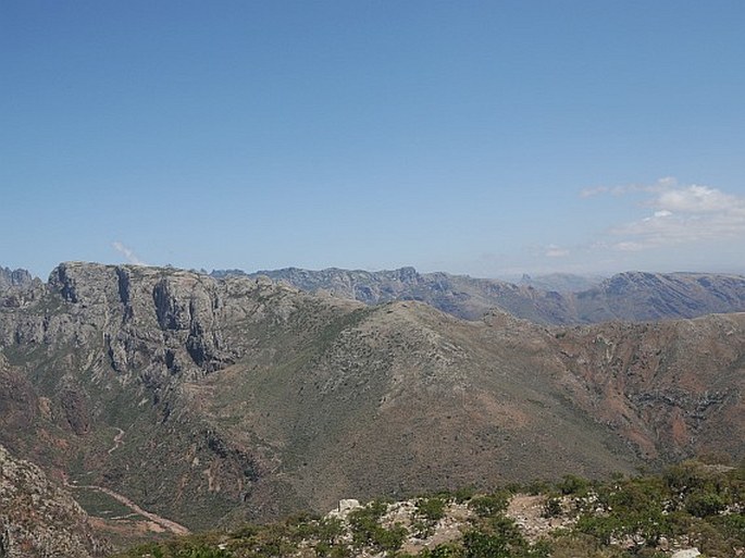 Commiphora planifrons