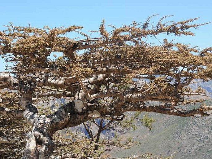 Commiphora planifrons