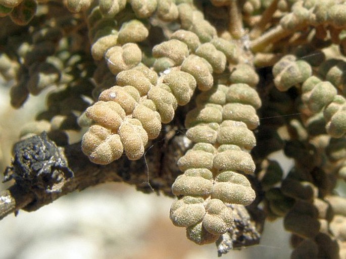 Commiphora planifrons