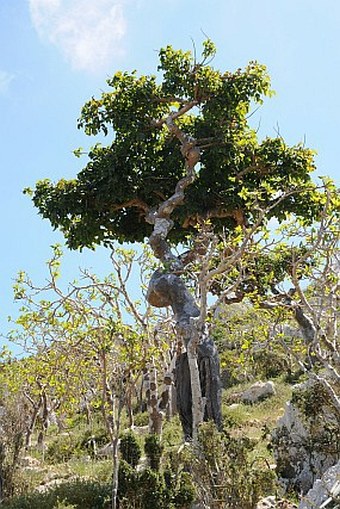 Commiphora ornifolia