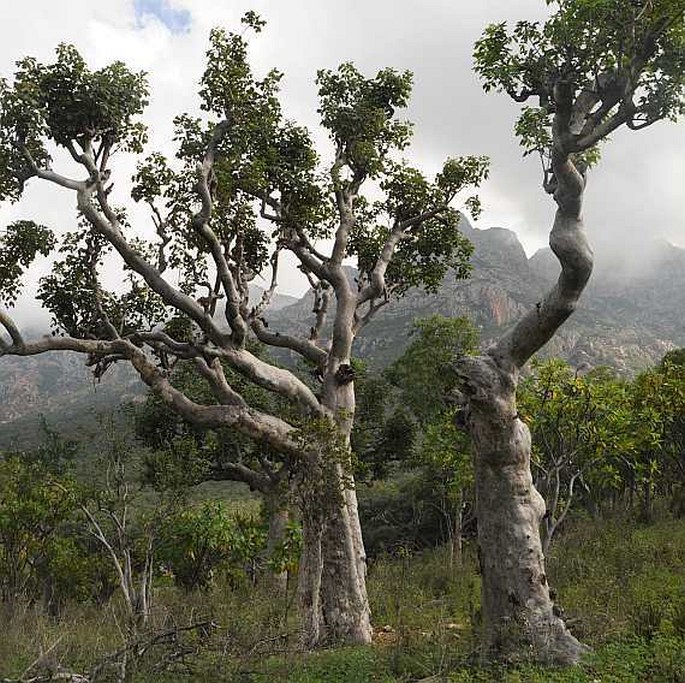 Commiphora ornifolia