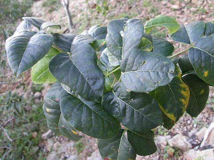Commiphora ornifolia