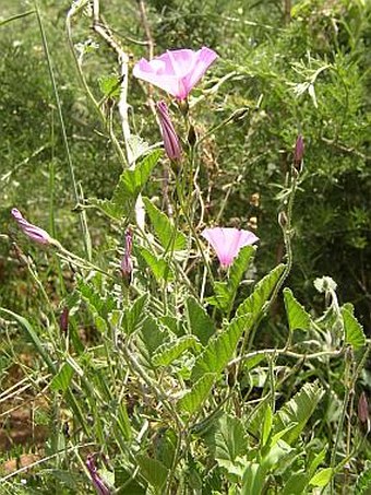 Convolvulus althaeoides