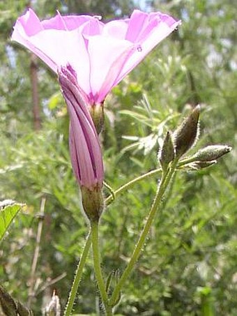 Convolvulus althaeoides