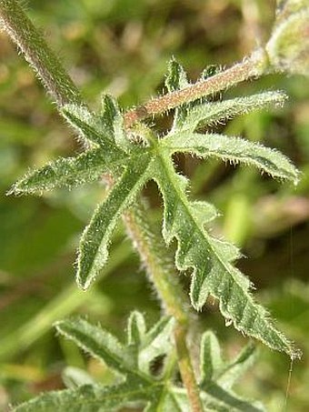 Convolvulus althaeoides