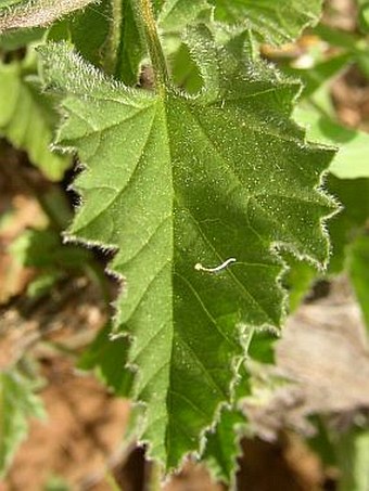 Convolvulus althaeoides