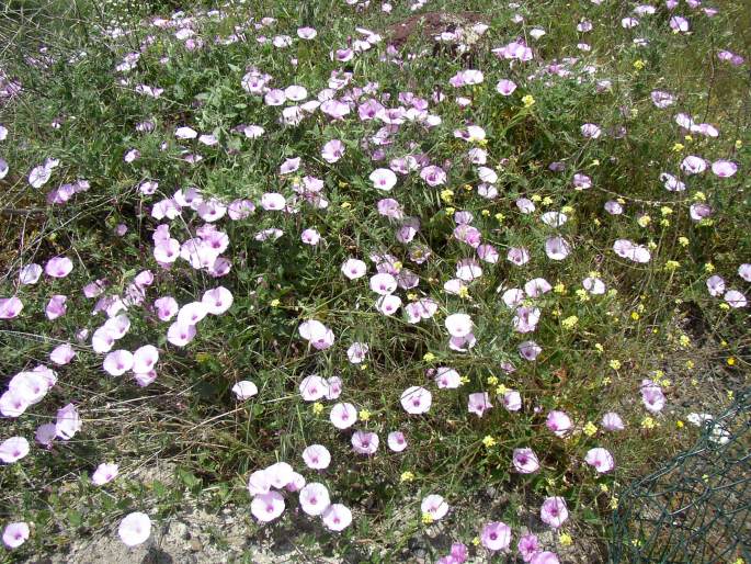 Convolvulus althaeoides