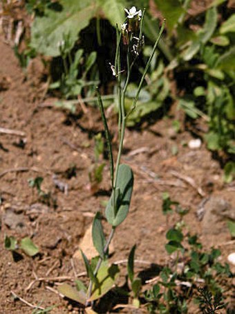 Conringia orientalis