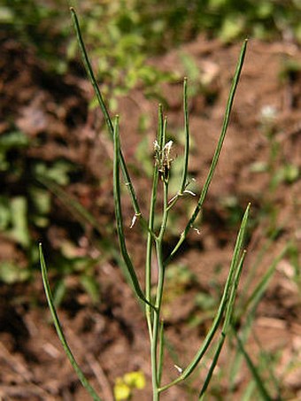 Conringia orientalis