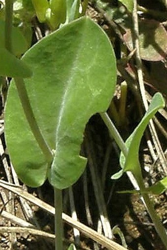 Conringia grandiflora