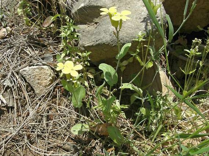 Conringia grandiflora