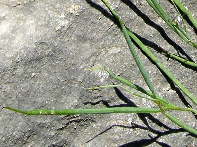 Conringia grandiflora