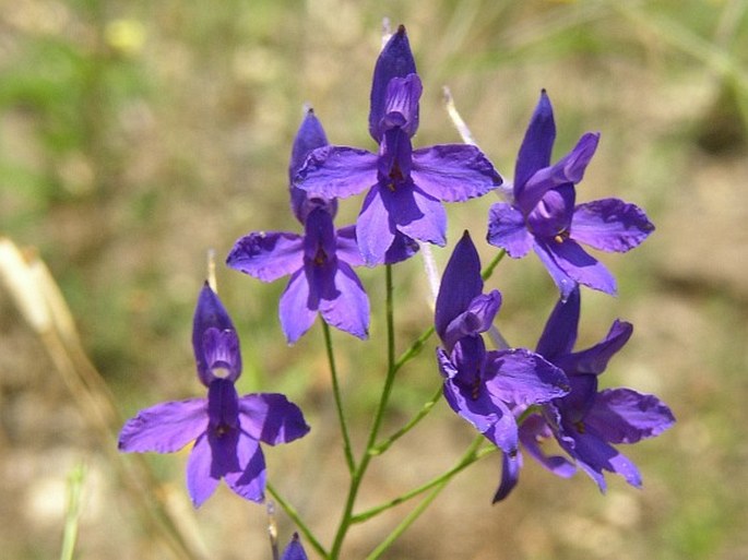 Consolida regalis paniculata