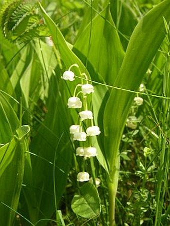 Convallaria majalis