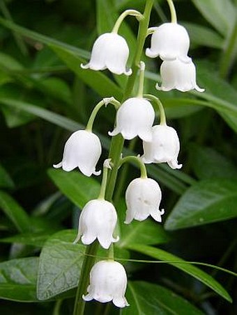 Convallaria majalis