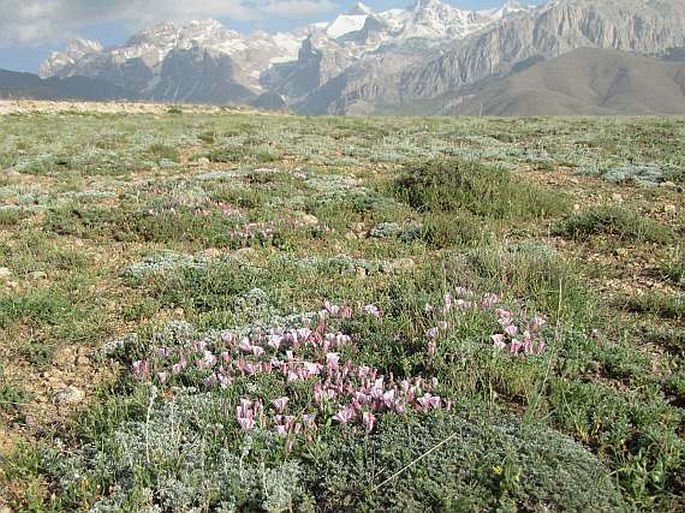 Convolvulus assyricus