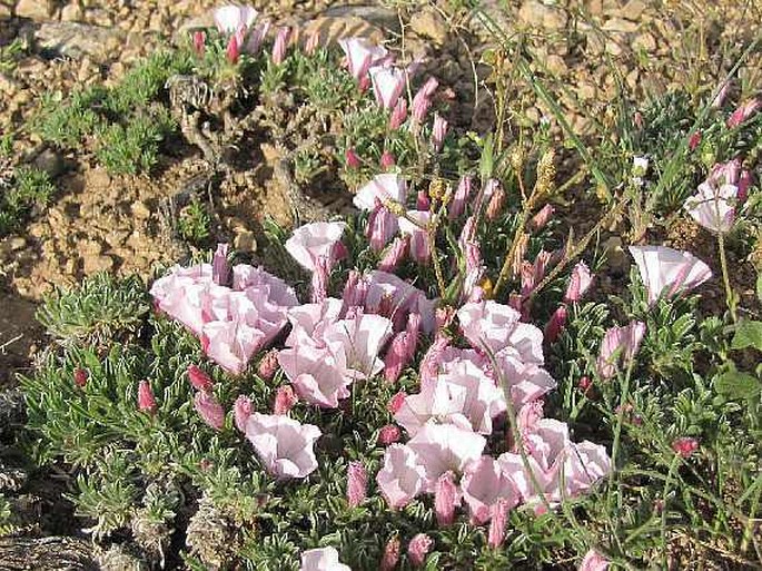 Convolvulus assyricus