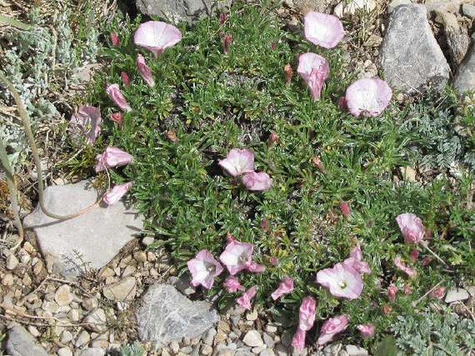 Convolvulus assyricus