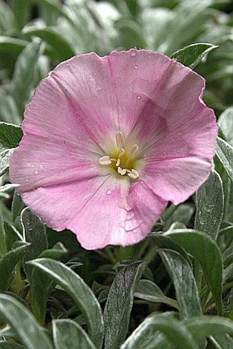 Convolvulus boissieri subsp. compactus