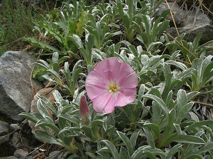 Convolvulus boissieri subsp. compactus