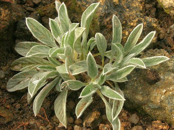 Convolvulus boissieri subsp. compactus