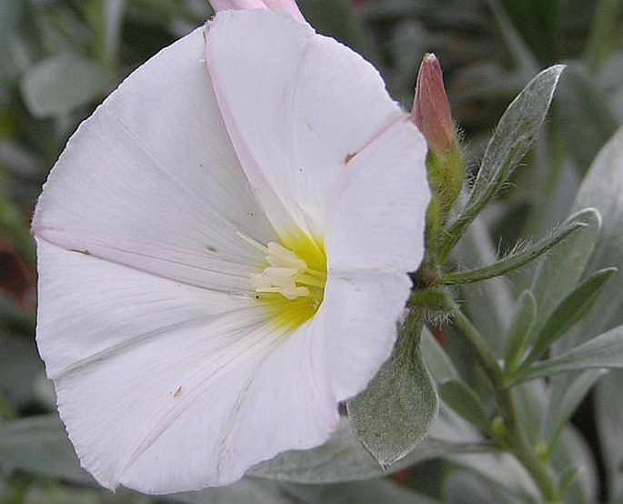 Convolvulus cneorum