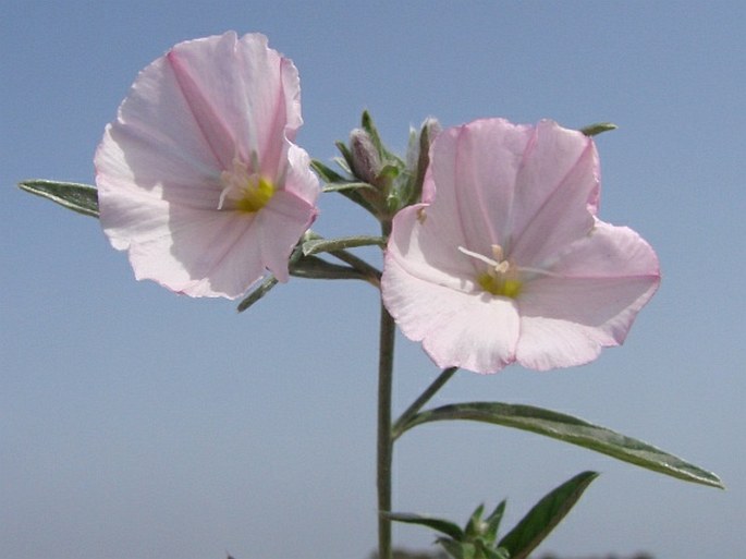 Convolvulus lineatus