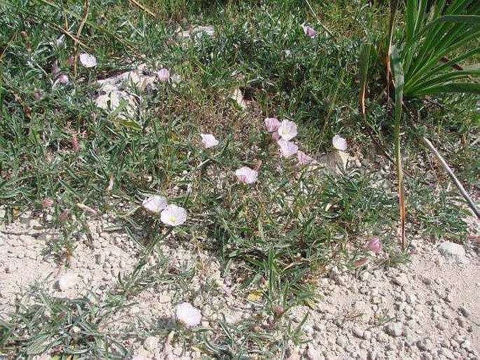 Convolvulus lineatus