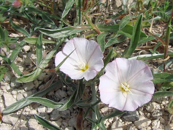 Convolvulus lineatus