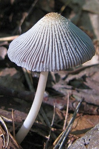 Coprinellus xanthothrix