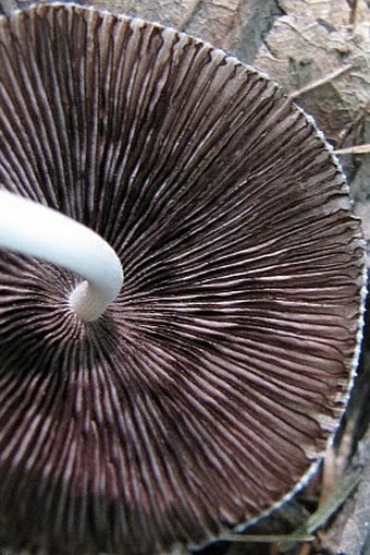 Coprinellus xanthothrix