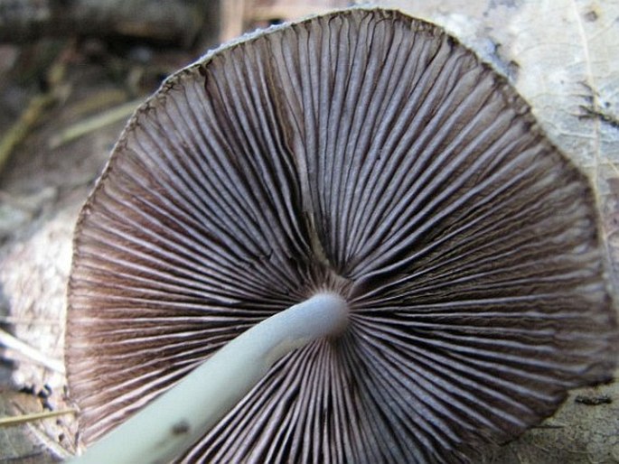 Coprinellus xanthothrix