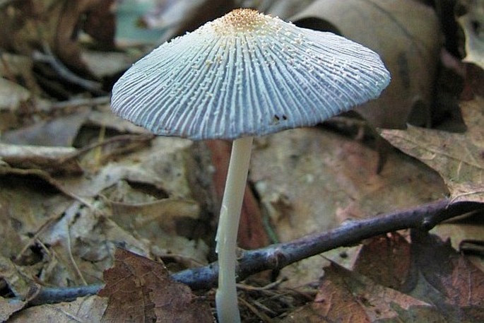 Coprinellus xanthothrix