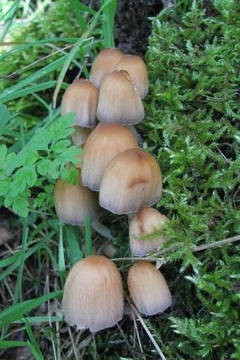 Coprinellus micaceus