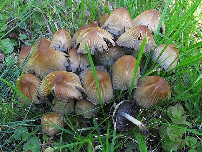 Coprinellus micaceus