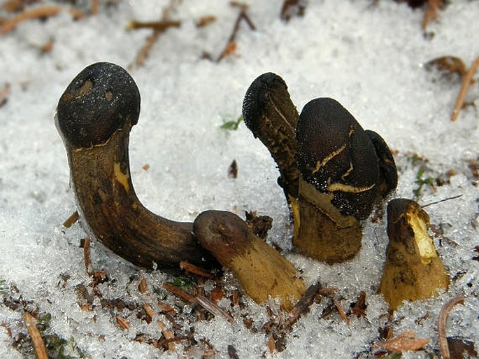 Elaphocordyceps capitata