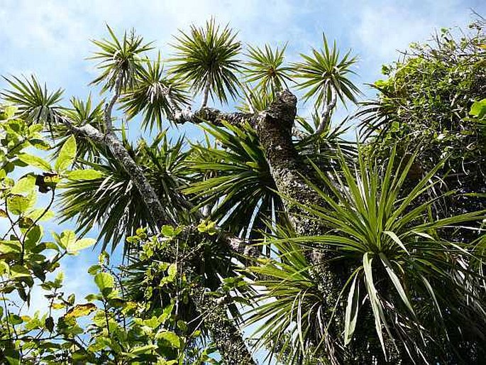 Cordyline australis