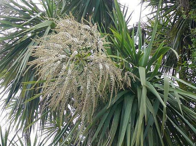 CORDYLINE AUSTRALIS (G. Forst.) Endl. – dračinka