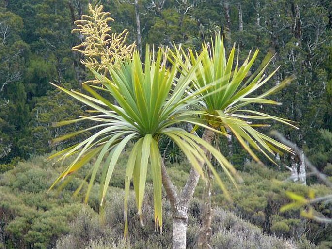 Cordyline australis