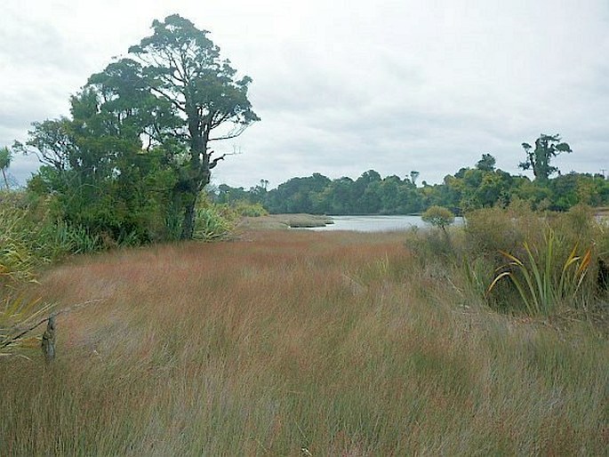 Cordyline australis