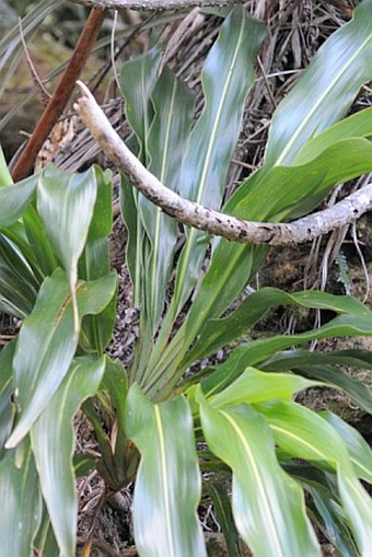 Cordyline mauritiana